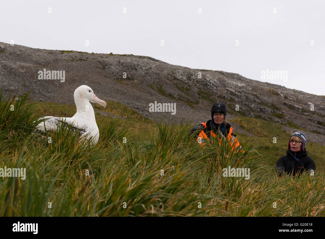 Wandering Albatross Diomeda exulans adult on nest and biologist Sally Poncet monitoring breeding albatross at Cape Alexandra Sou Stock Photo