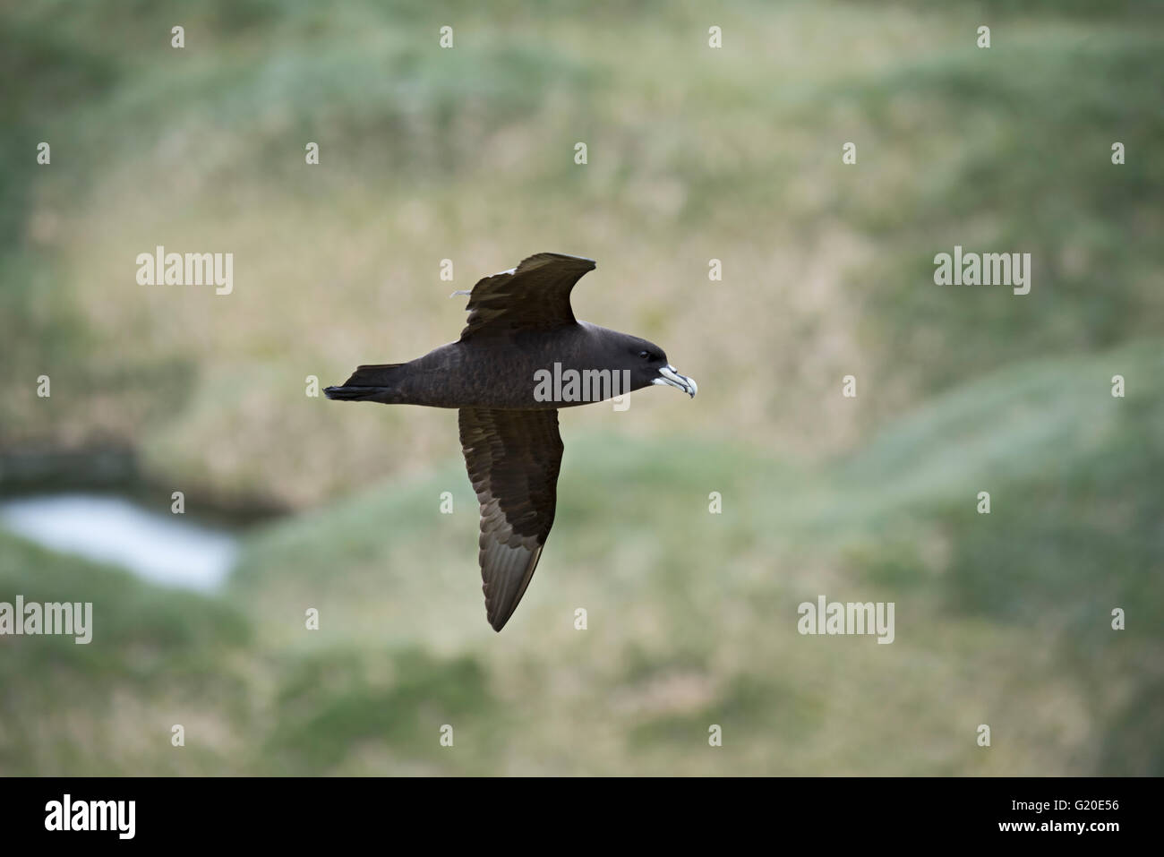 White-chinned Petrel Procellaria aequinoctialis over breeding colony in tussock covered hillside  King Haakon Bay South Georgia Stock Photo