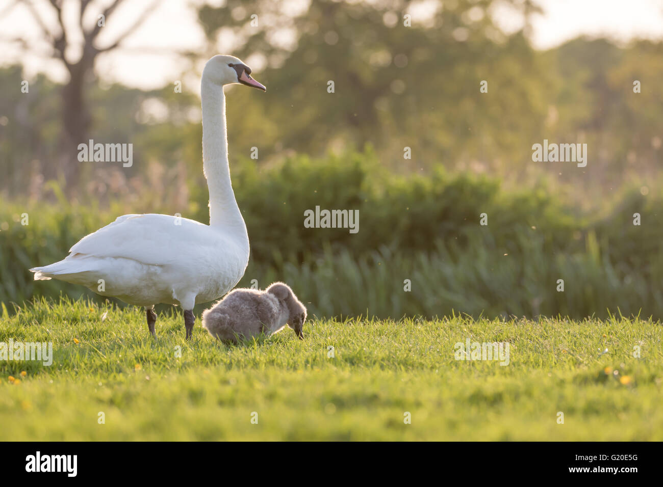 Mute swan (Cygnus olor) mum and cygnet grazing by the river in the late evening. Stock Photo