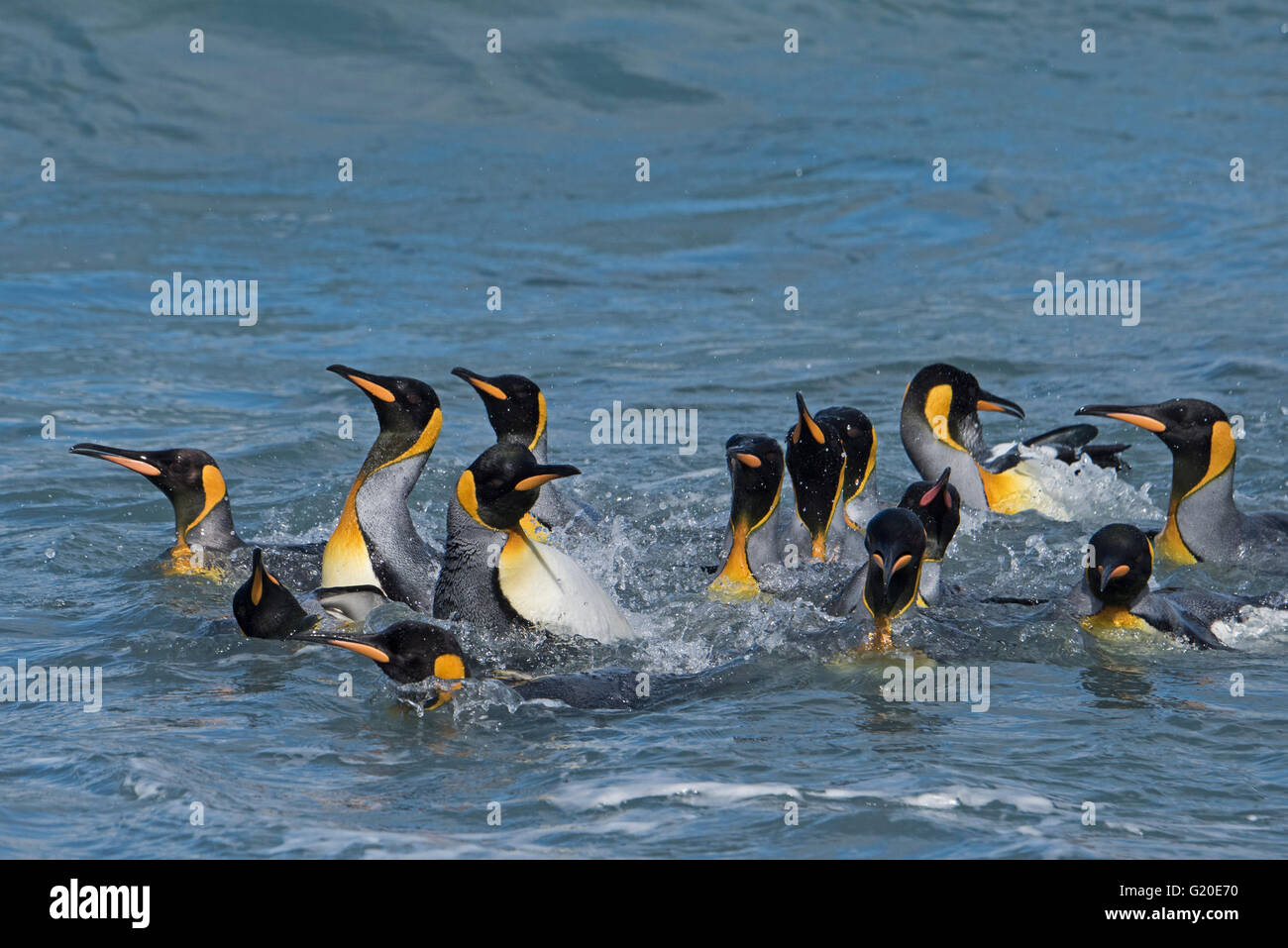 King Penguins Aptenodytes patagonicus bathing in surf off St Andrews Bay South Georgia Stock Photo