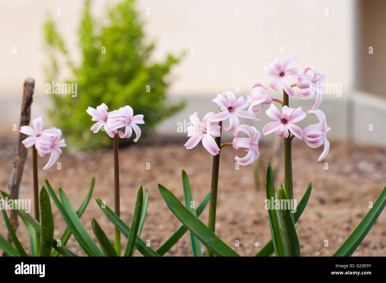 Close detail of beautiful pink hyacinth (Hyacinthus orientalis) bloomed on a flowerbed in spring Stock Photo