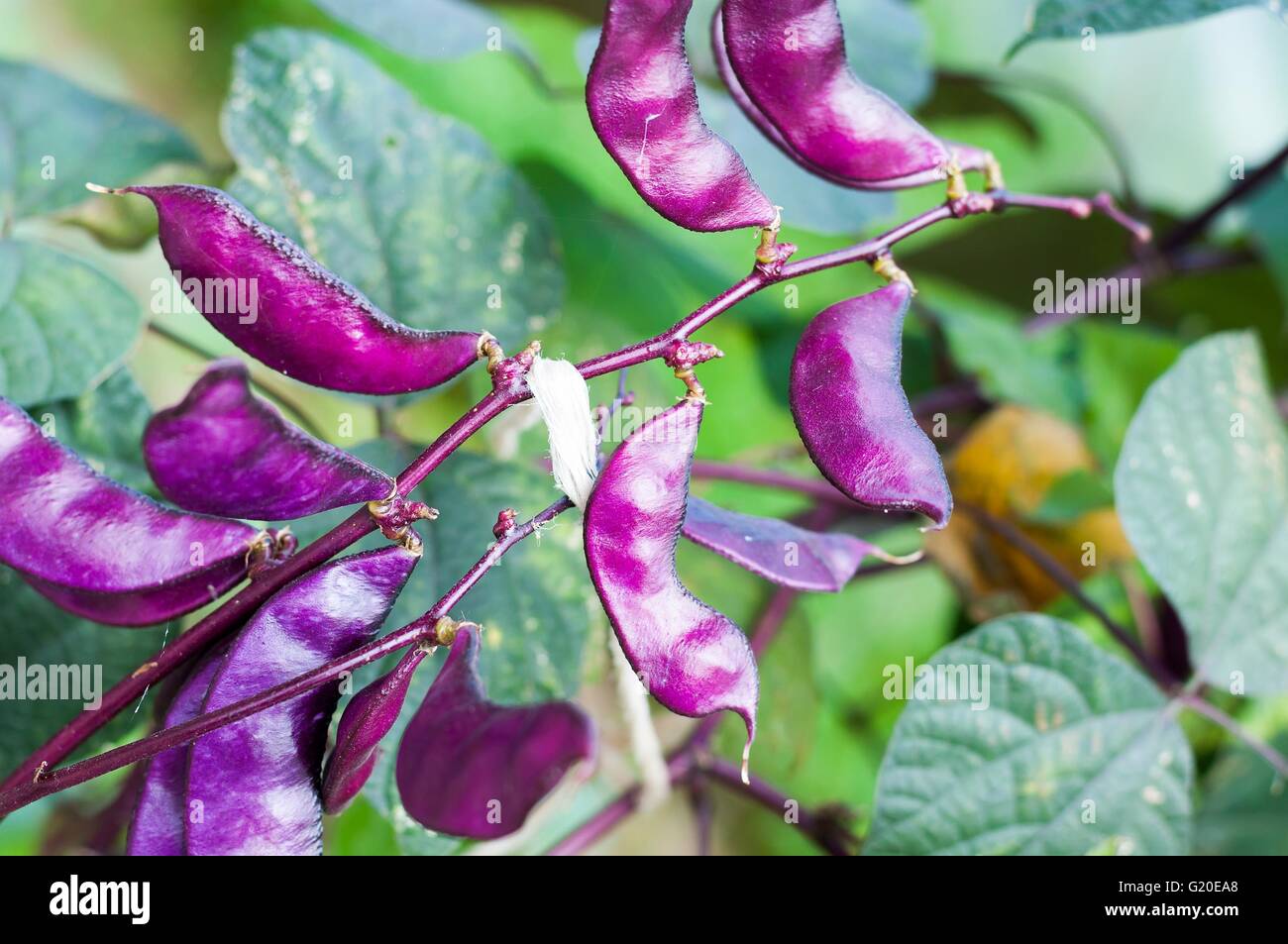 Crop of Purple Hyacinth Bean (Lablab purpureus Stock Photo Alamy