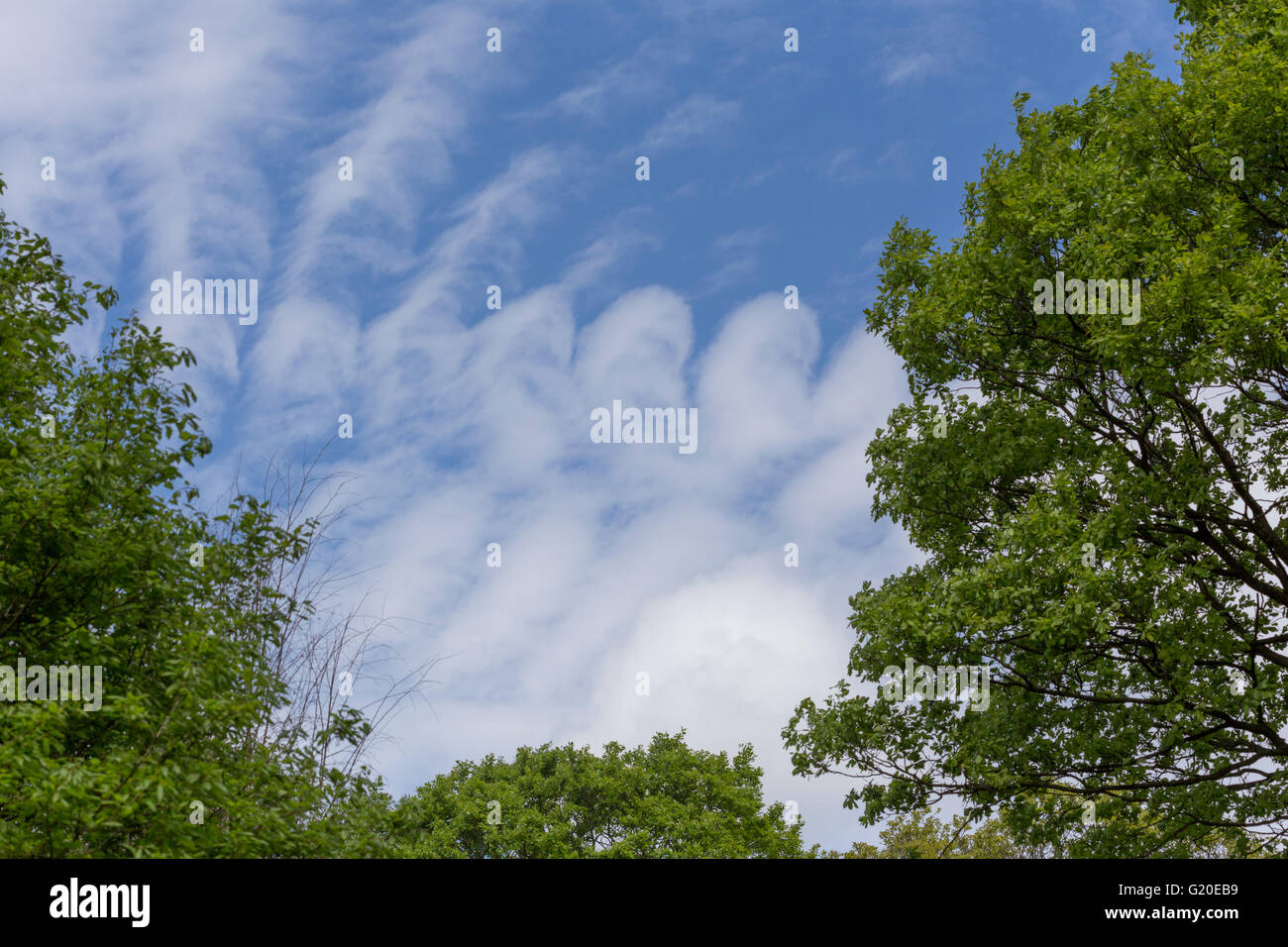 Unusual Cirrocumulus cloud formation. Stock Photo