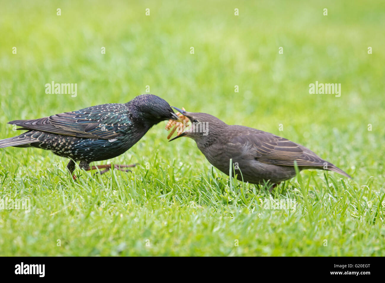 European Starling (Sturnidae) feeding a juvenile with meal worms in a garden, England, UK Stock Photo