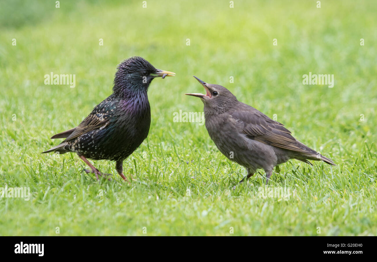 pic European Starling Juvenile https www alamy com stock photo european starling sturnidae feeding a juvenile with meal worms in 104502972 html