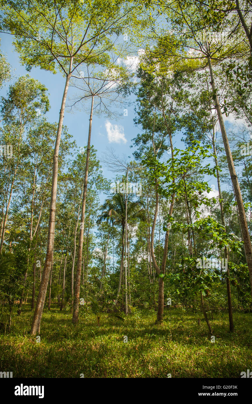 Exotic forest in Zanzibar Stock Photo Alamy