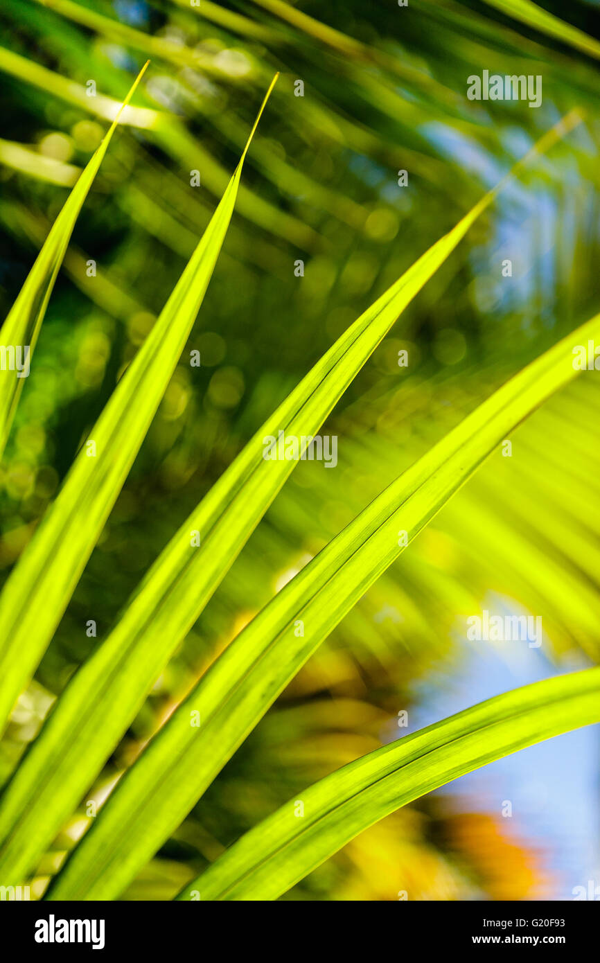 Palm Leaf closeup Stock Photo - Alamy