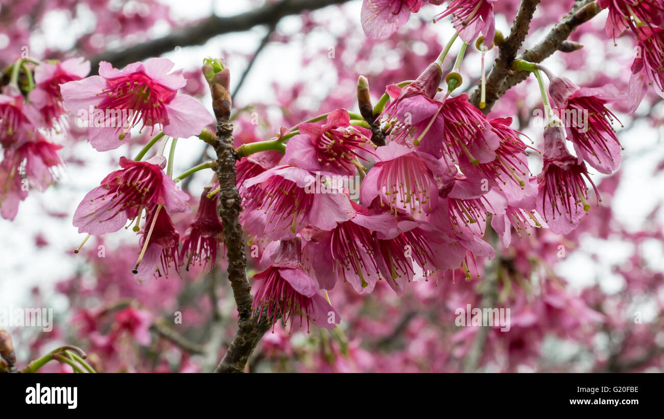 The close up of pink sakura flower branch (cherry blossom Stock Photo ...