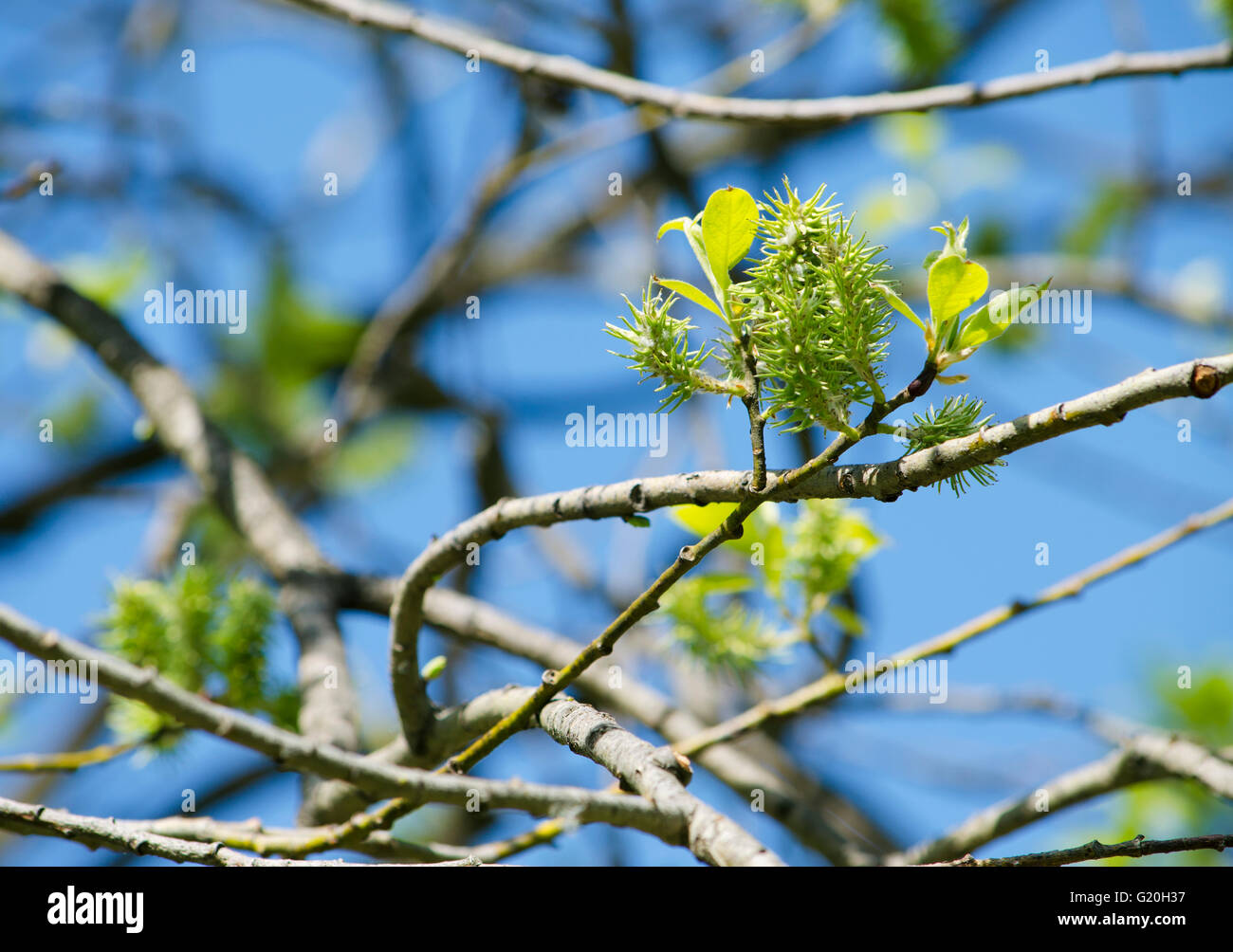 spring leaves on a branch of a tree are dismissed,a plant, a season, against, are dismissed, blue, leaves, on a branch, spring Stock Photo