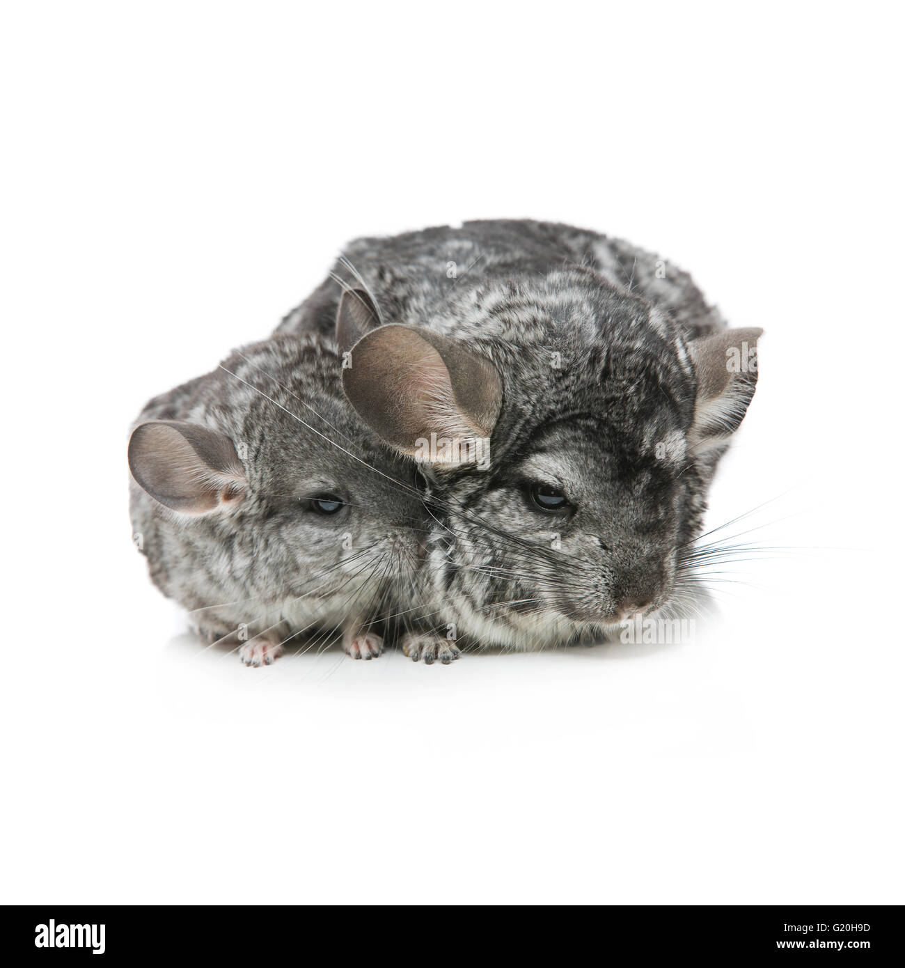 Two chinchillas isolated over white background Stock Photo