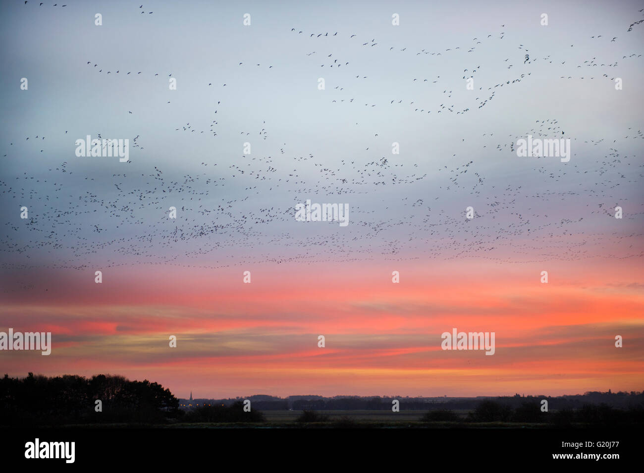 Pink-footed Geese Anser Brachyrynchus leaving overnight roost at dawn on The Wash Snettisham Norfolk December Stock Photo