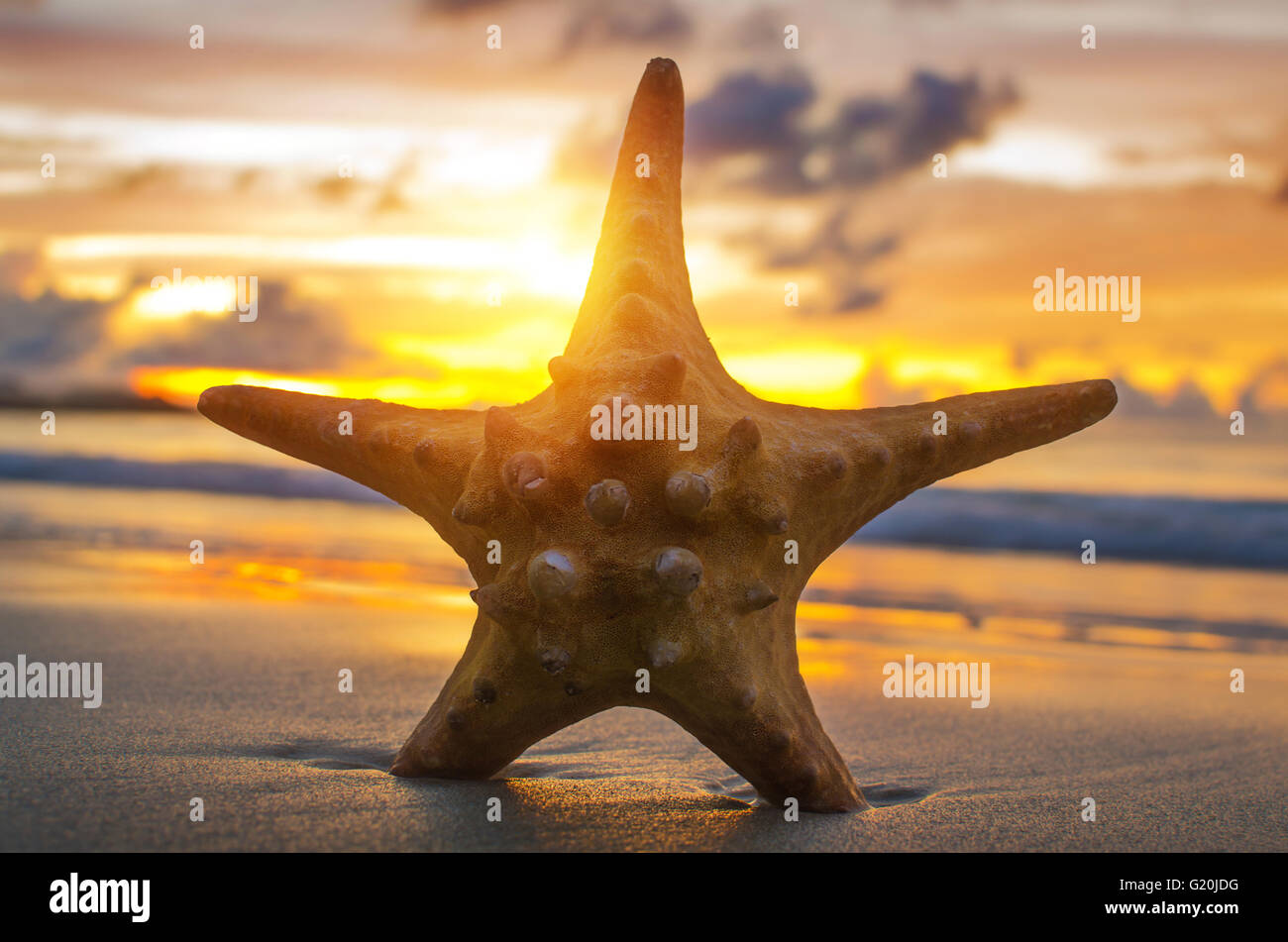 Beautiful beach with sunrise background. Focus on sea starfish. Stock Photo
