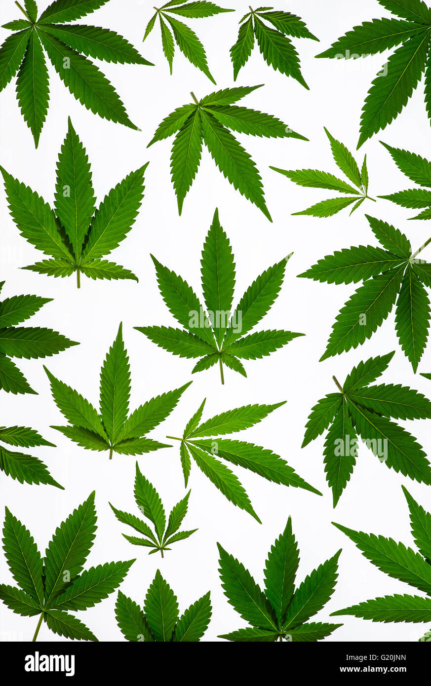 Cannabis sativa plant leaves on white background Stock Photo