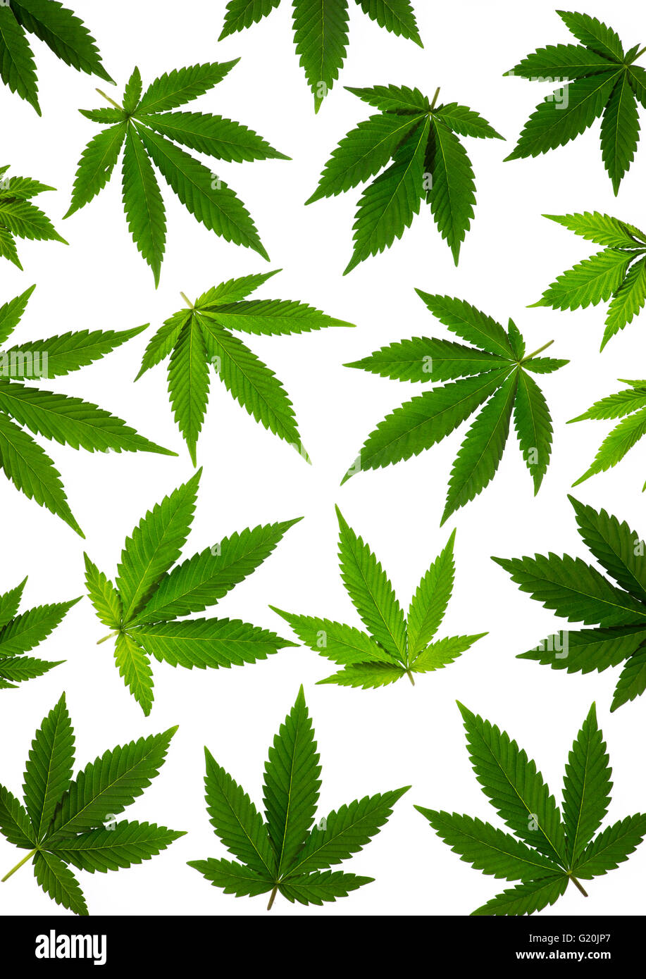 Cannabis sativa plant leaves on white background Stock Photo