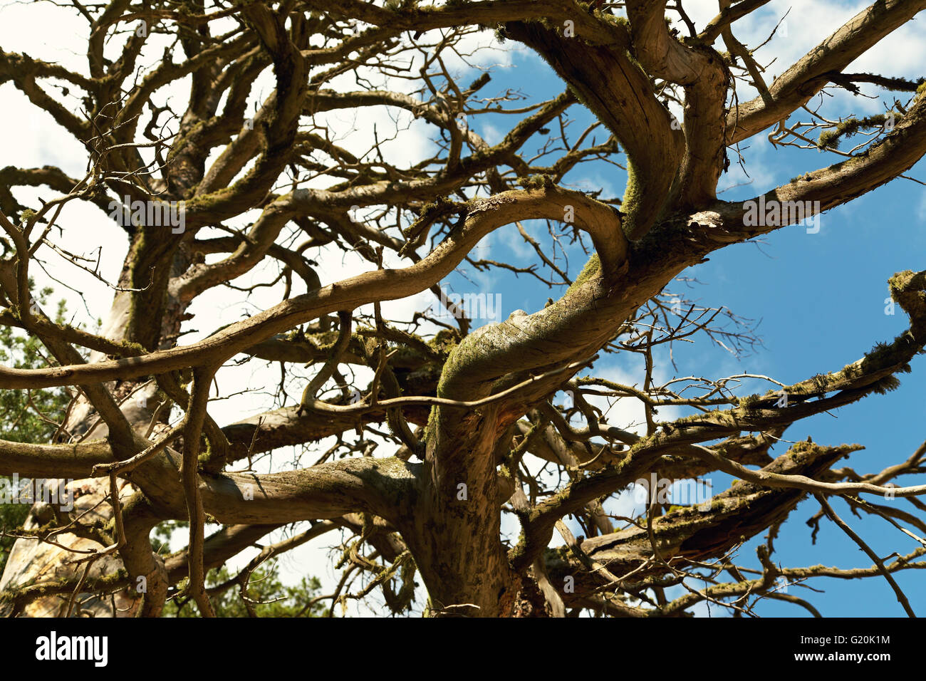 dark curved thick tree branches Stock Photo Alamy