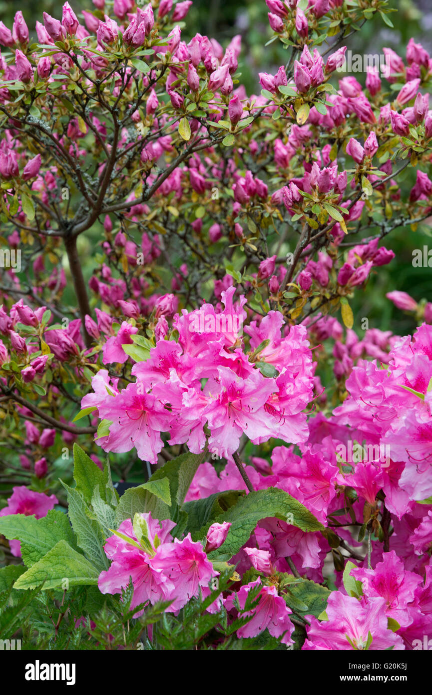 Rhododendron kaempferi mimi flowering in May. Dwarf azalea 'Mimi' Stock Photo