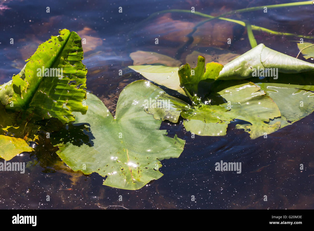 Lily pads on lake Stock Photo Alamy