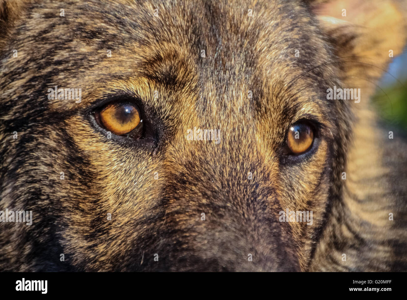 Beautiful wolf dog Stock Photo Alamy