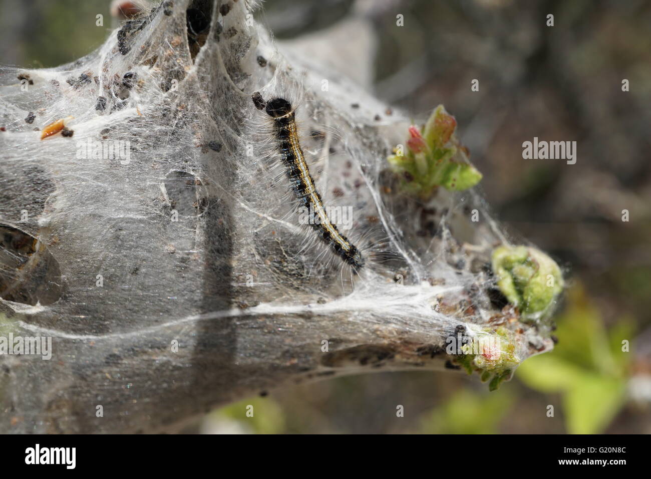 Eastern tent caterpillar (Malacosoma americanum) nest Stock Photo Alamy