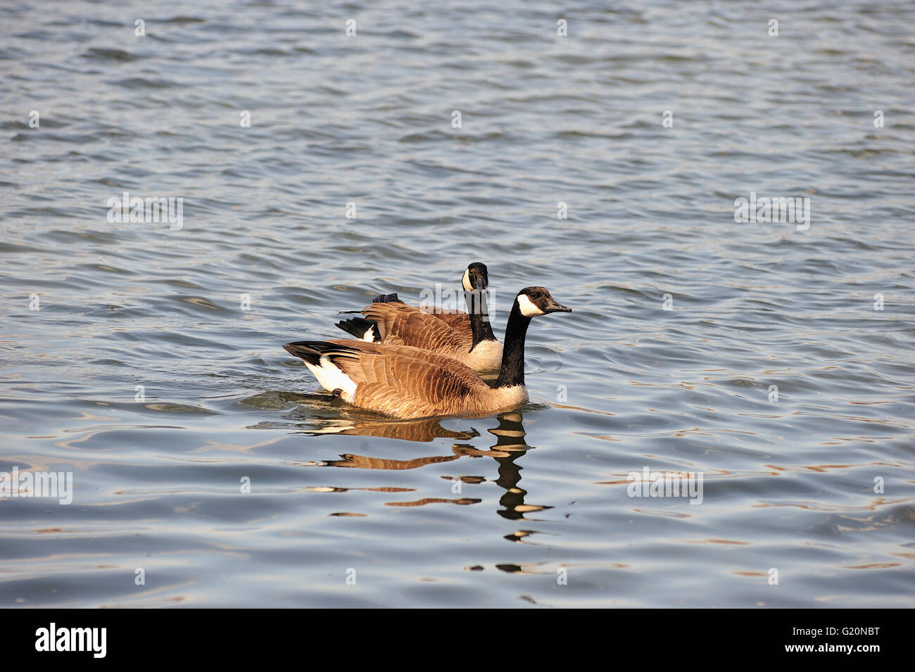 A pair of geese rest by floating along the Des Plaines River in Joliet, Illinois, USA. Stock Photo