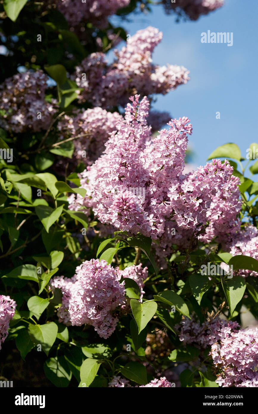 Syringa vulgaris in the garden. Lilac flowers. Stock Photo