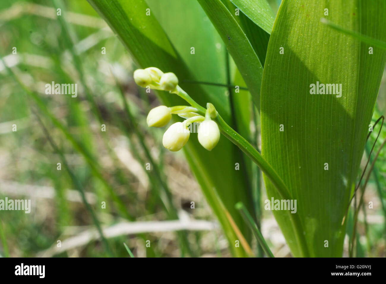 Lily of the Valley Buds Stock Photo