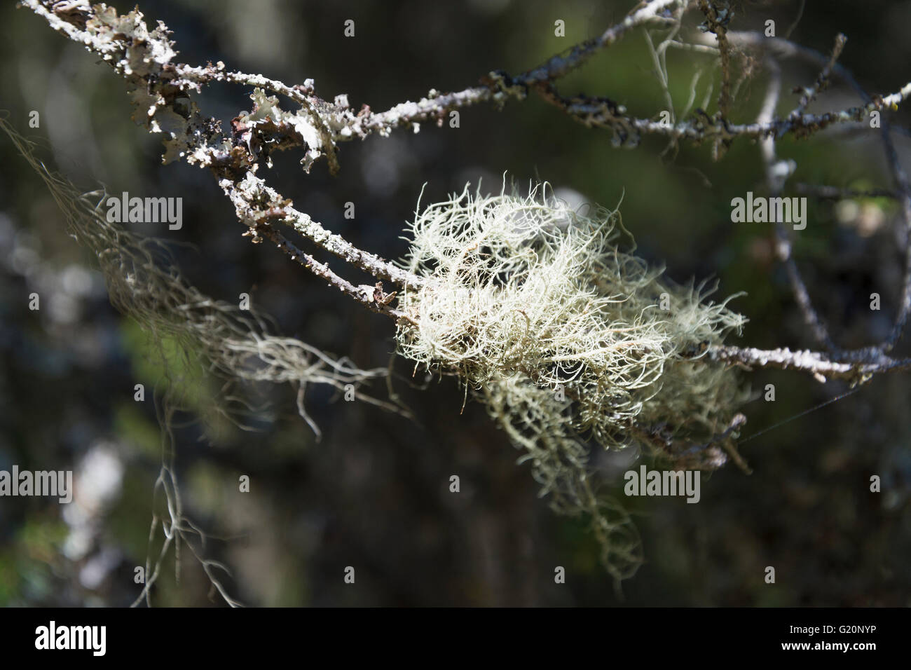 Bearded moss or Bearded lichen (Usnea) on a tree twig Stock Photo