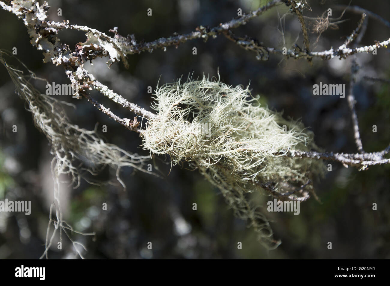 Bearded moss or Bearded lichen (Usnea) on a tree twig Stock Photo