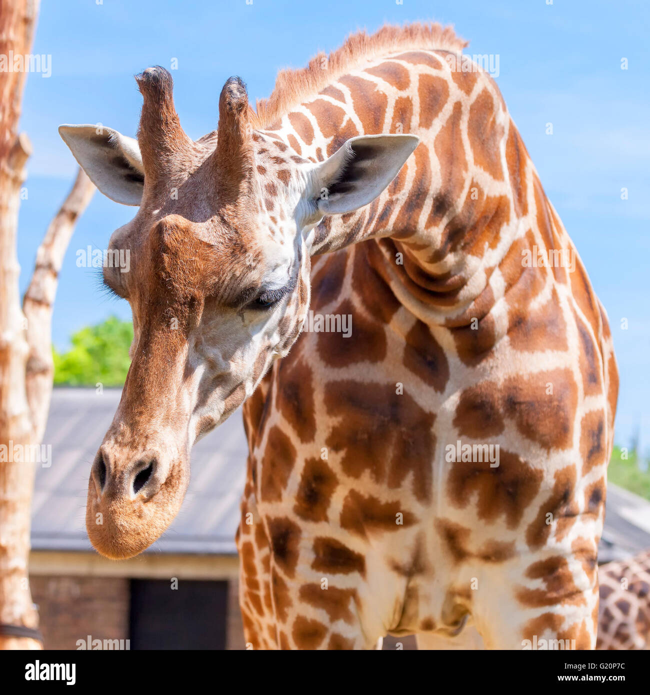 Giraffe. Giraffa camelopardalis, London Zoo Stock Photo Alamy