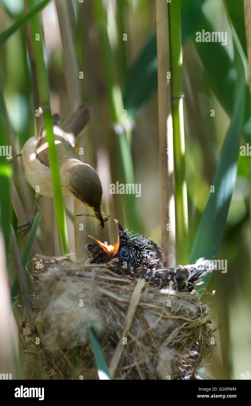 Cuckoo Cuculus canorus 12 day chick in Reed Warbler nest East Anglian Fens May Stock Photo