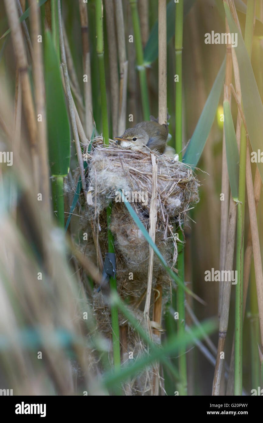 Cuckoo Cuculus canorus 12 day chick in Reed Warbler nest East Anglian Fens May Stock Photo