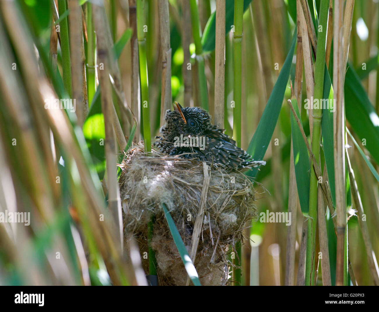 Young Cuckoo Canorus cuculus in Reed Warblers nest in reedbed Norfolk May Stock Photo
