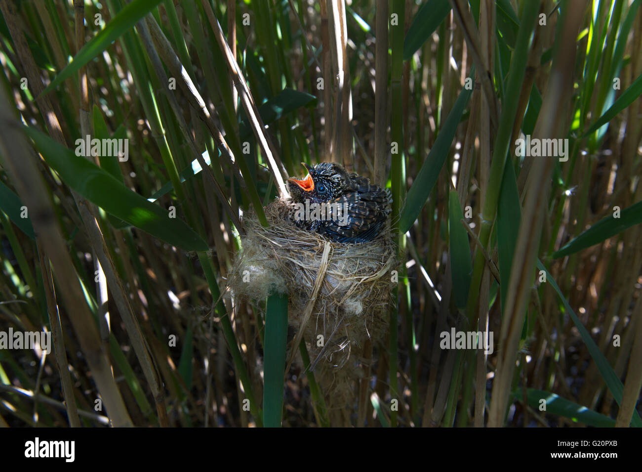Cuckoo Cuculus canorus 12 day chick in Reed Warbler nest East Anglian Fens May Stock Photo