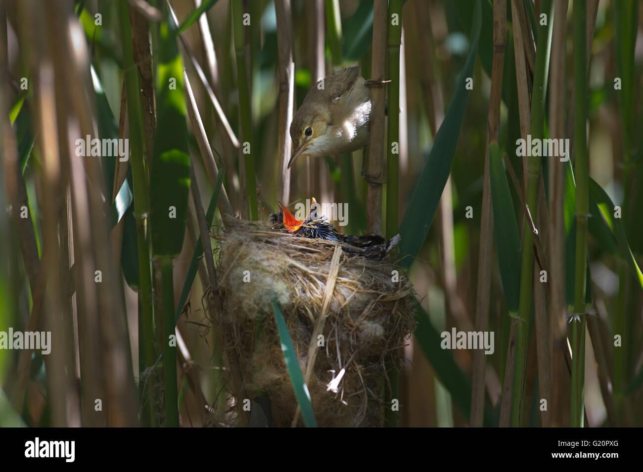 Cuckoo Cuculus canorus 12 day chick in Reed Warbler nest East Anglian Fens May Stock Photo