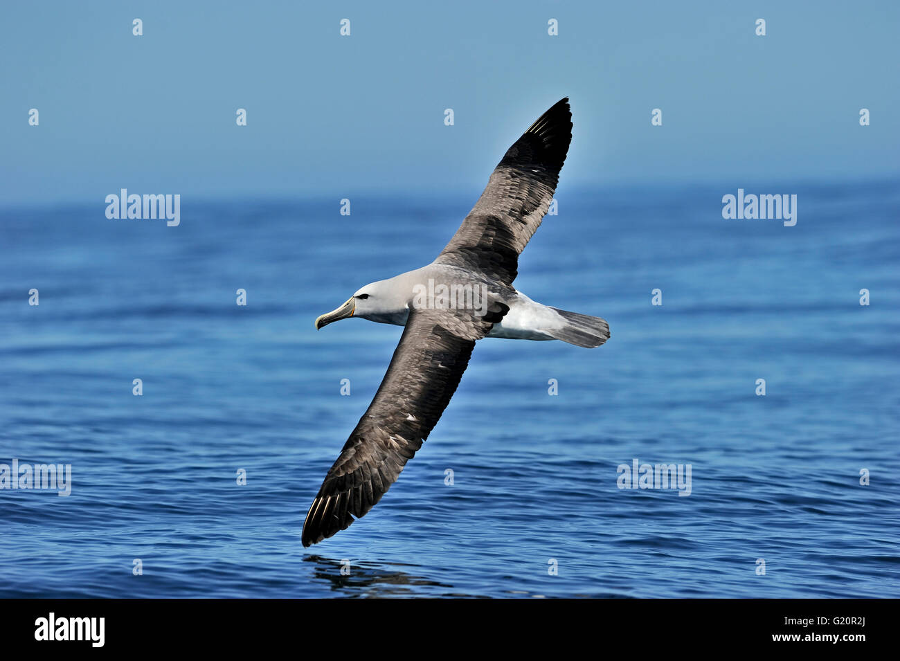 Shy Albatross Anas rubripes adult off Kaikoura New zealand Stock Photo