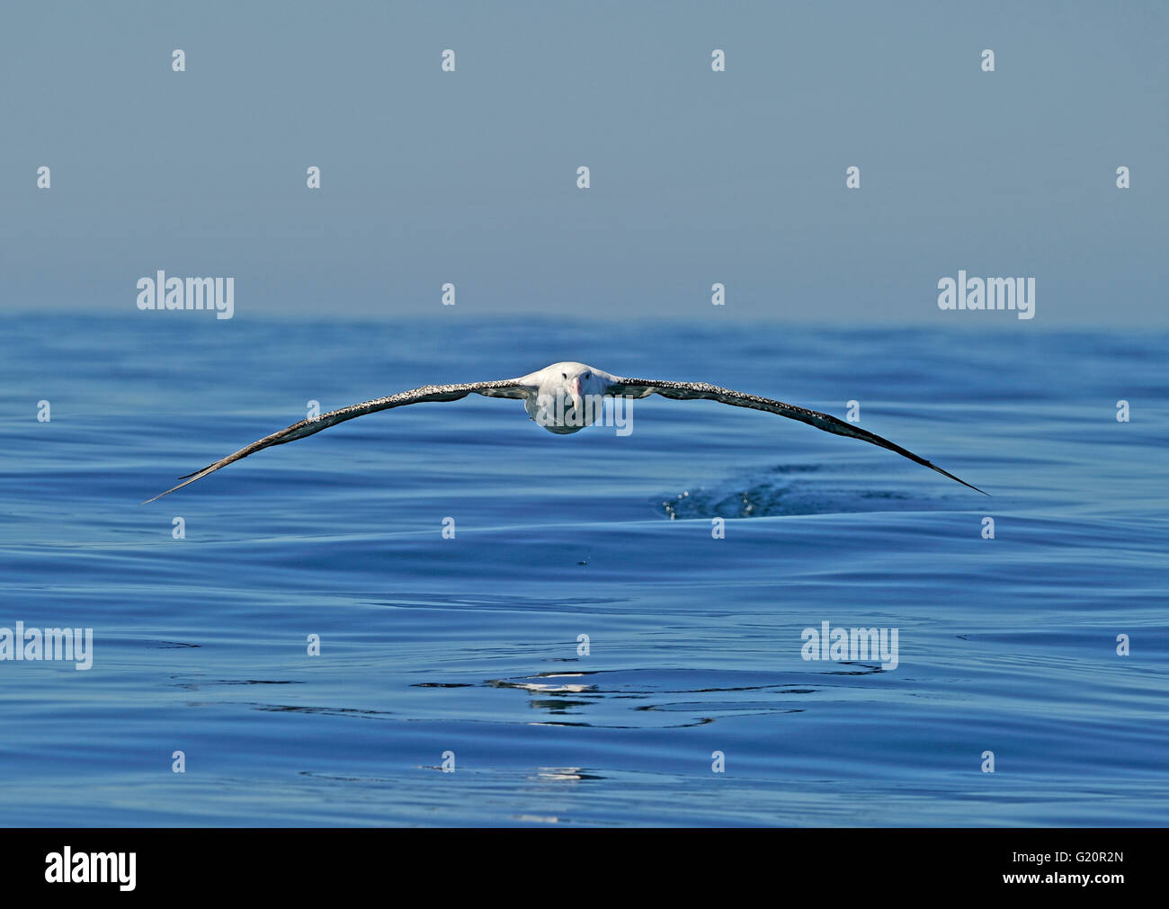 Gibson's wandering albatross hi-res stock photography and images - Alamy