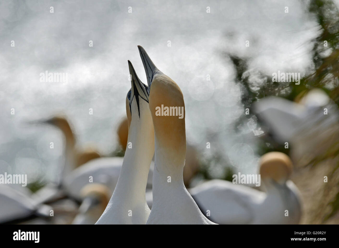 Australasian Gannet Morus serrator pair in courtship ritual at breeding colony Cape Kidnappers New Zealand Stock Photo