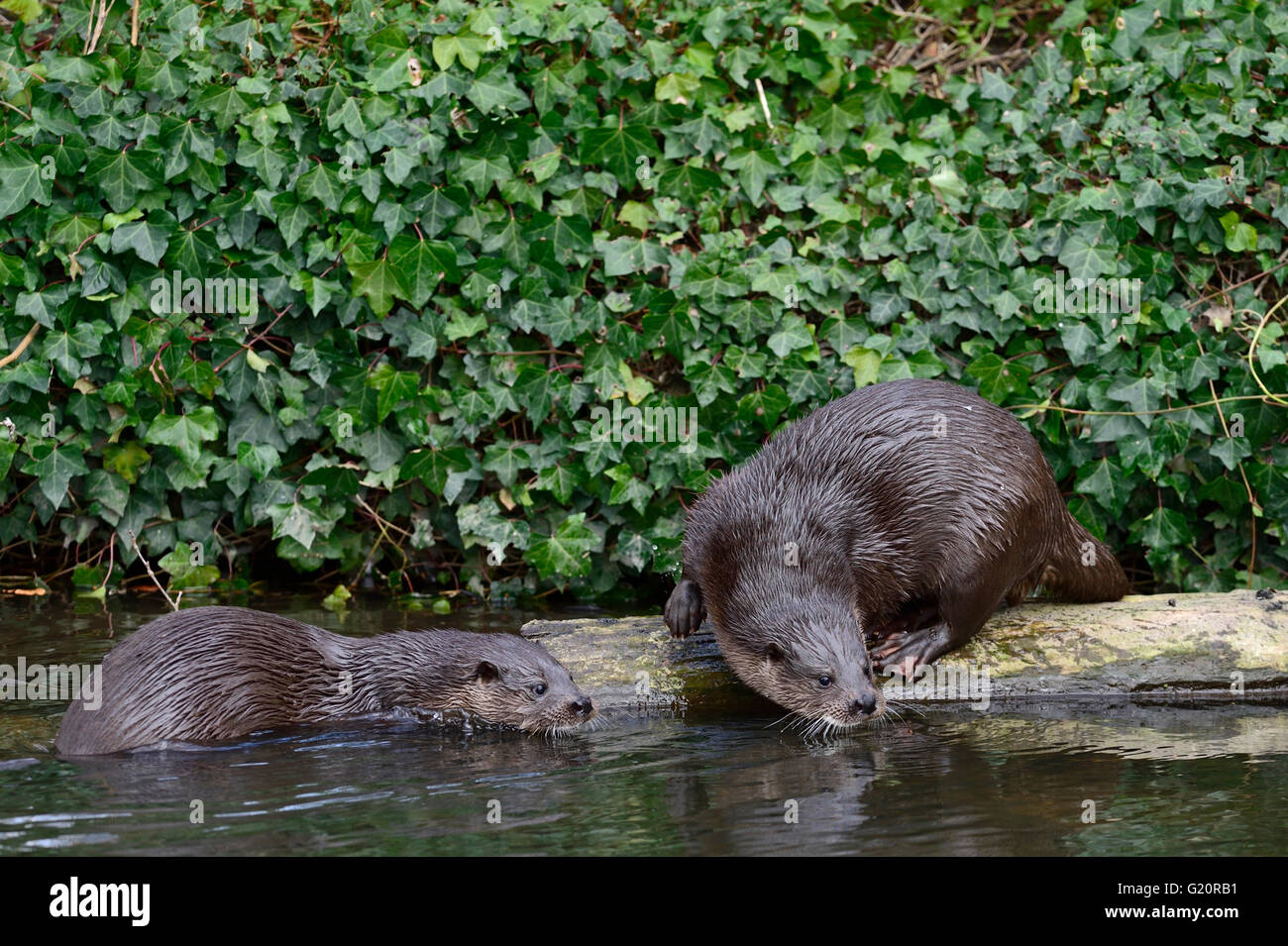 Otters lutra lutra on weir on River Thet near Thetford Norfolk UK Stock Photo