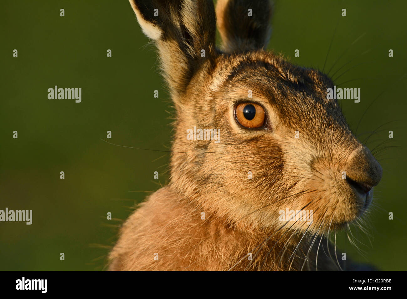 Rabbit eye hi-res stock photography and images - Alamy