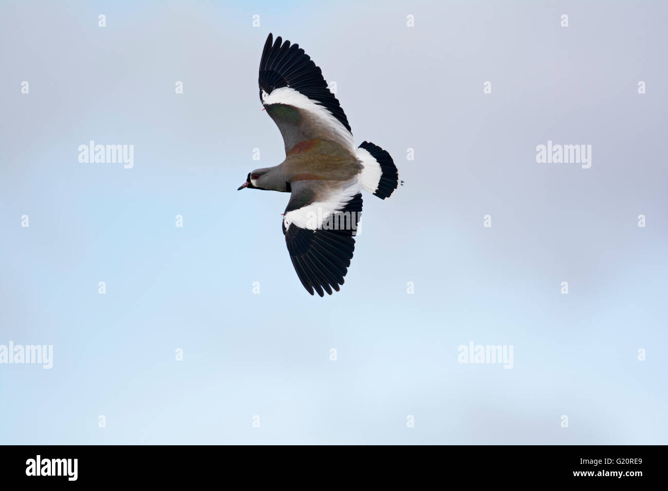 Southern Lapwing Vanellus chilensis Torrel del Paine National Park Patagonia Chile Stock Photo