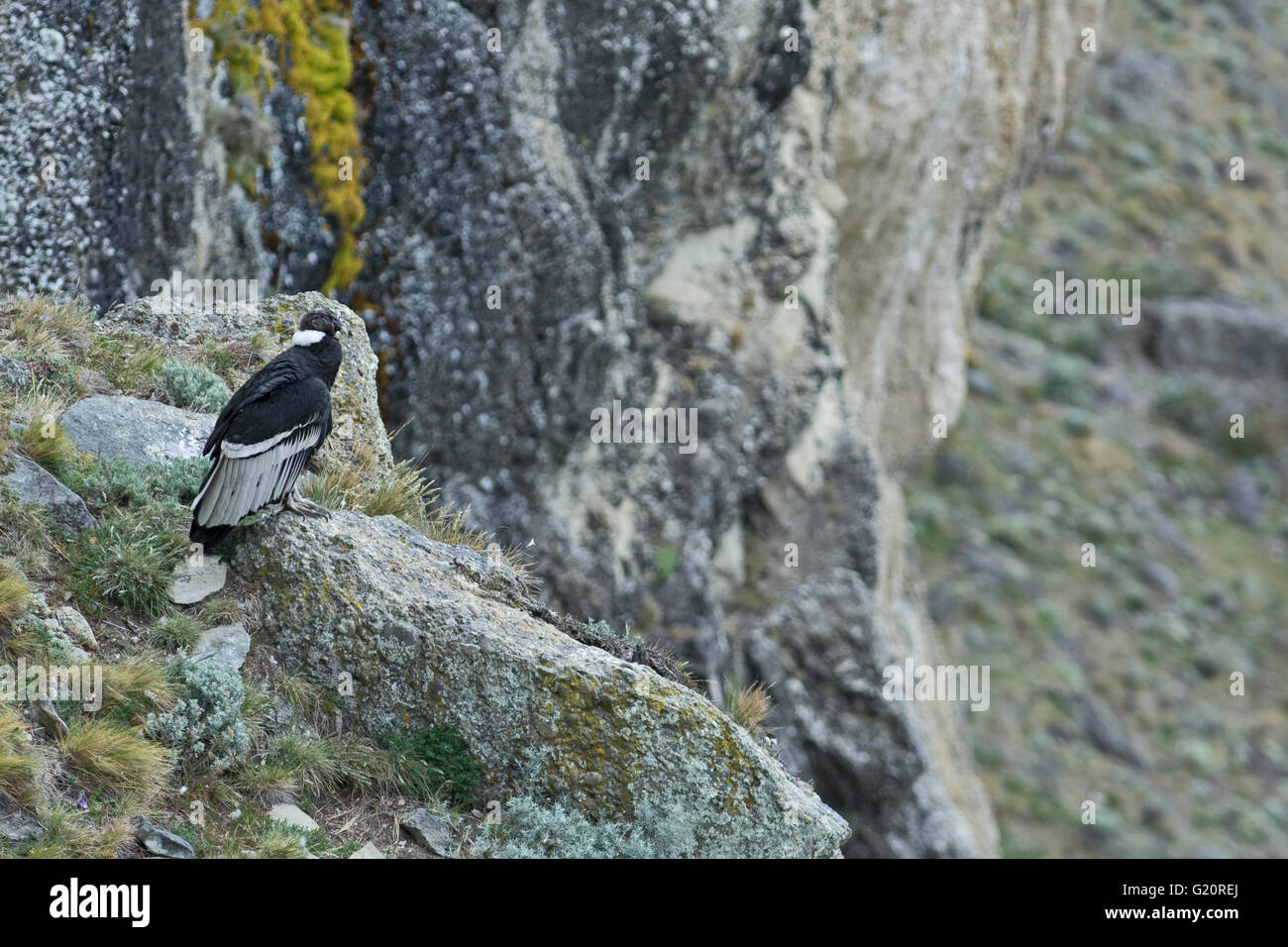 Andean condor (Vultur gryphus)  Torres del Paine Patagonia Chile Stock Photo