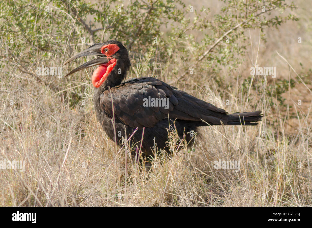Southern ground hornbill in the Kruger National Park Stock Photo
