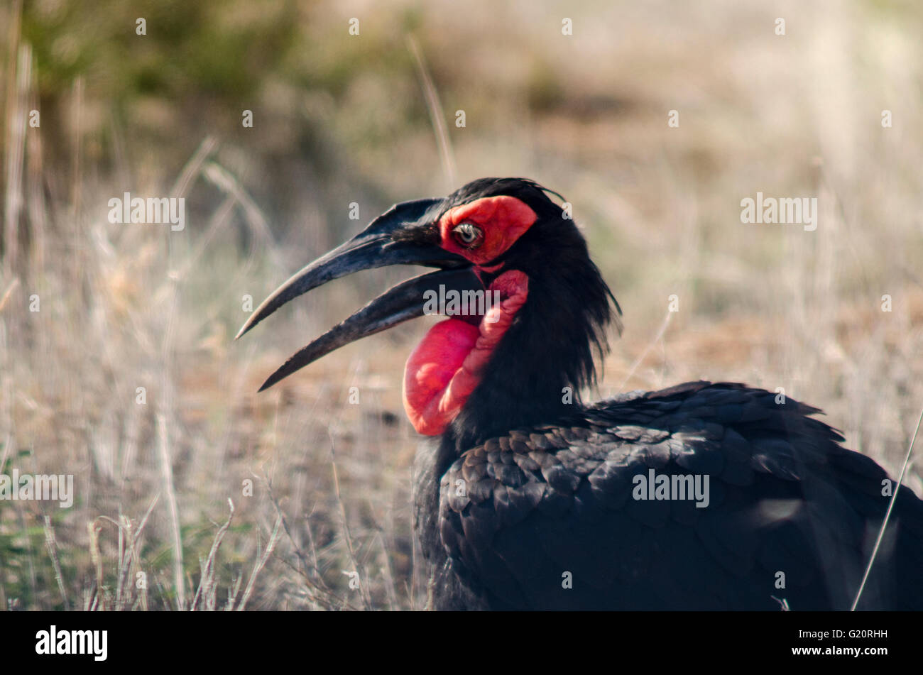 Southern ground hornbill in the Kruger National Park Stock Photo