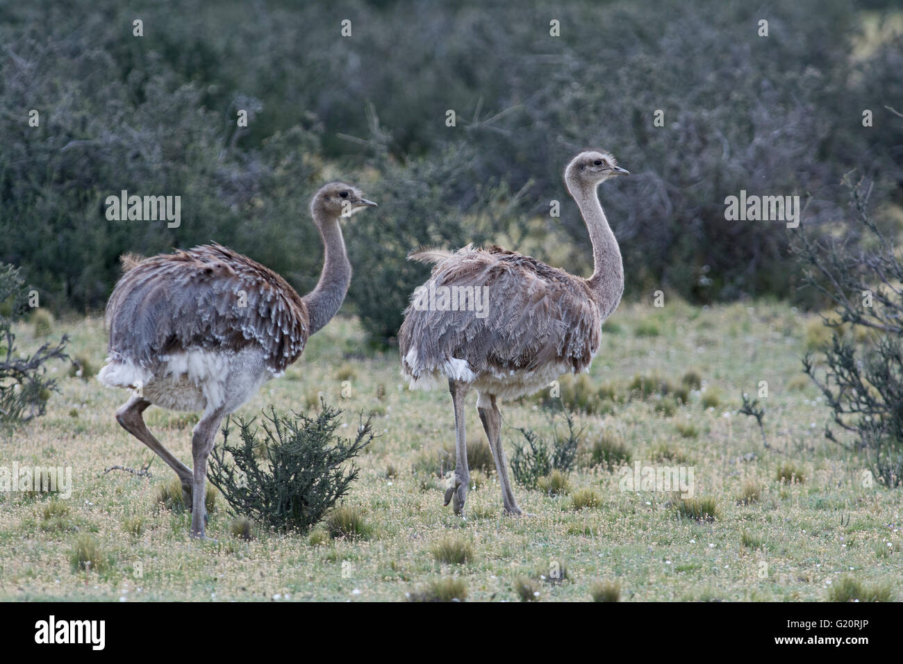 Darwin's rhea (Rhea pennata), also known as the lesser rhea Torres del Paine, Patagonia, Chile Stock Photo