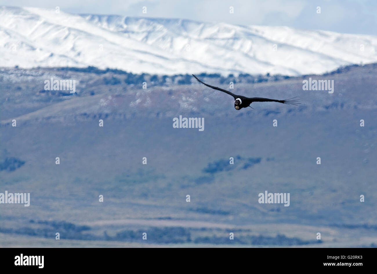 Andean condor (Vultur gryphus)  Torres del Paine Patagonia Chile Stock Photo