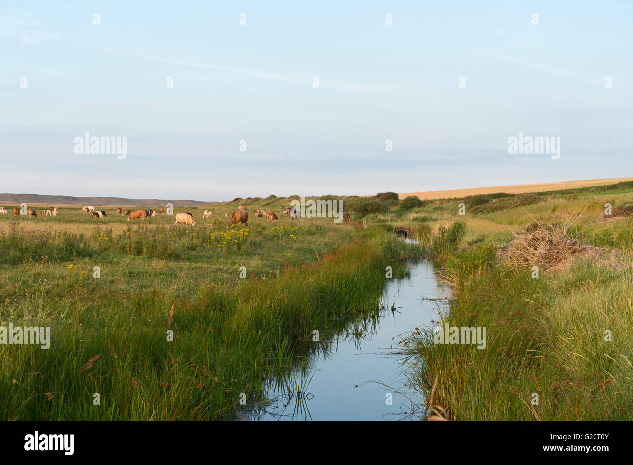 Cattle grazing in water meadows at Salthouse North Norfolk summer Stock Photo