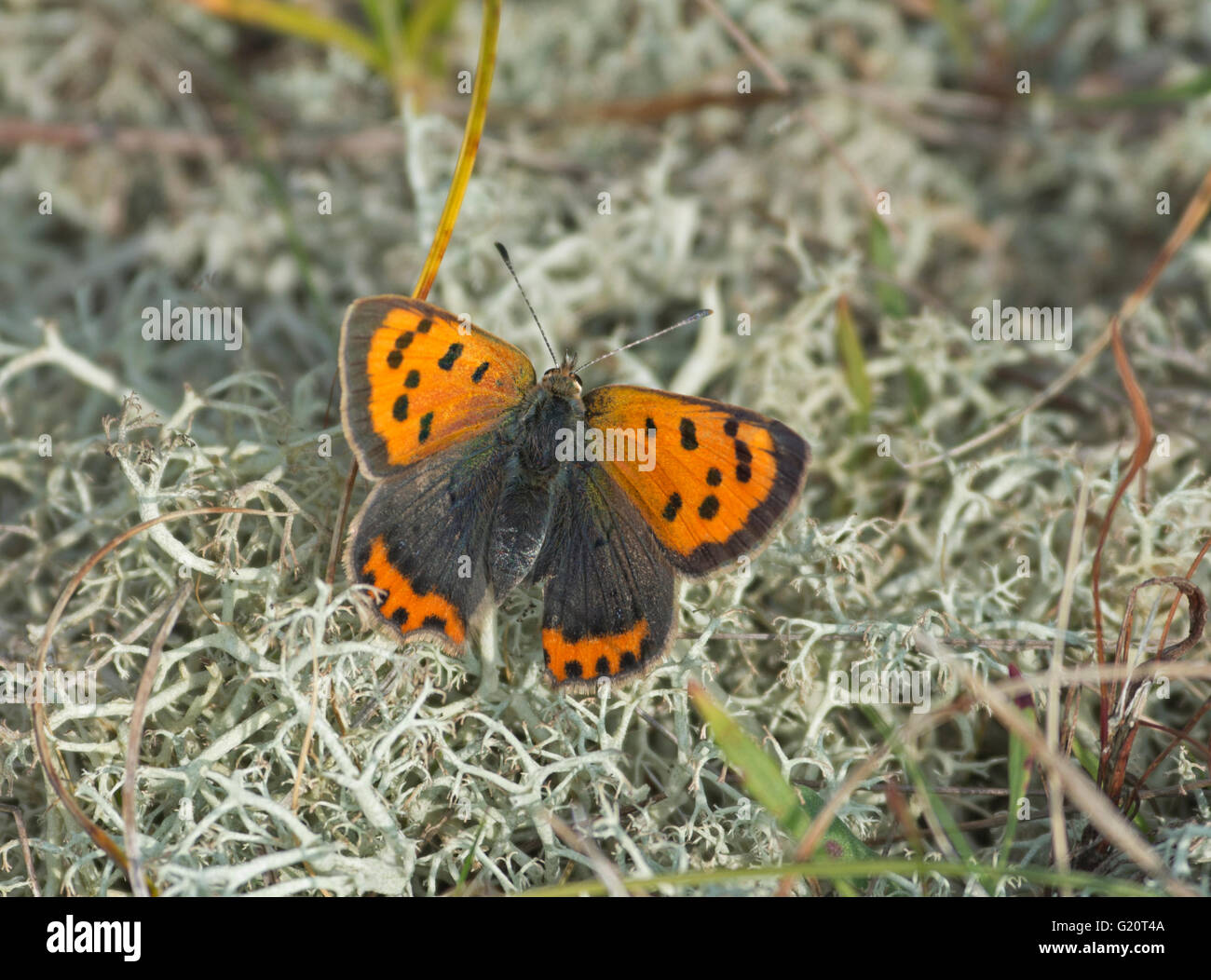 Small Copper Butterfly Lycaena phlaeas male Winterton Dunes Norfolk Stock Photo