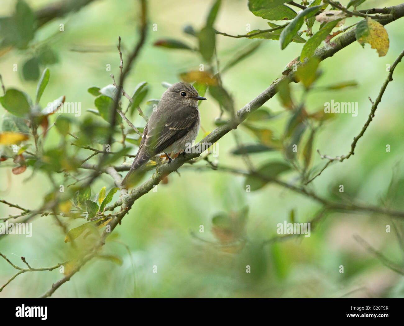 Spotted Flycatcher Muscicapa striata migrant Cley Norfolk autumn Stock Photo
