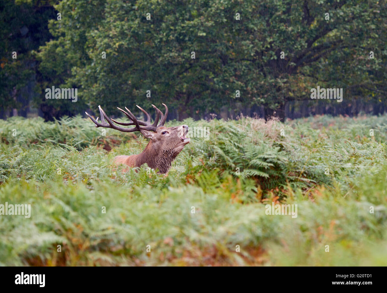 Red Deer (Cervus elaphus) Stag bellowing during rut, Richmond Park London September Stock Photo