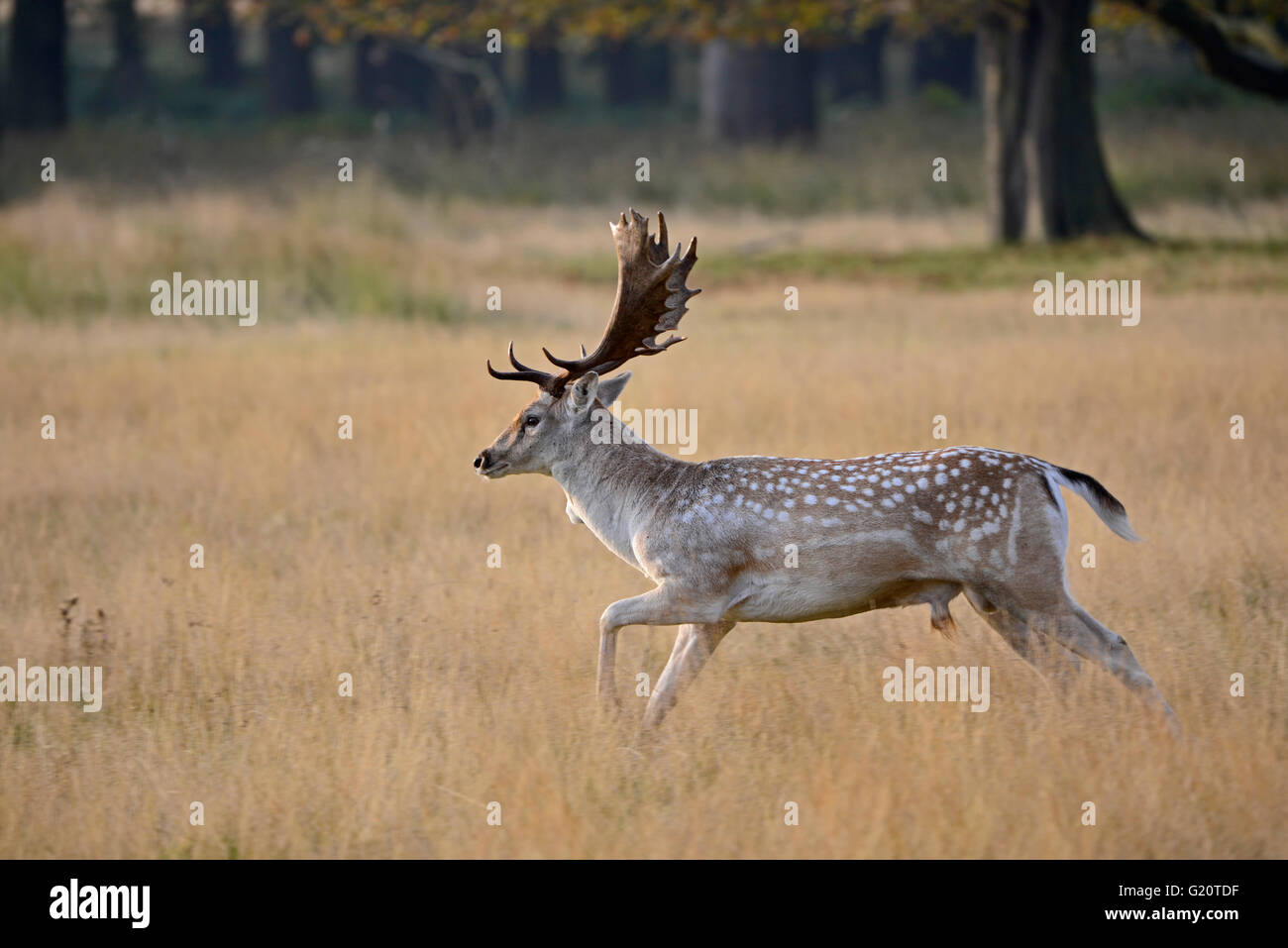 Fallow Deer Dama dama buck during autumn rut Norfolk Stock Photo